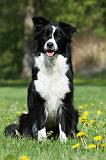 BORDER COLLIE 1034